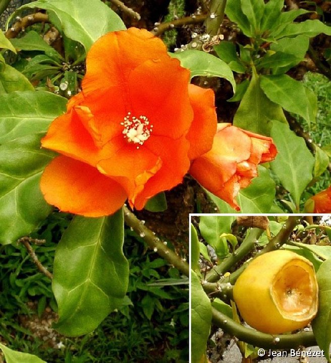 Leuenbergeria bleo, Guyane Française  ©Jean Bénézet